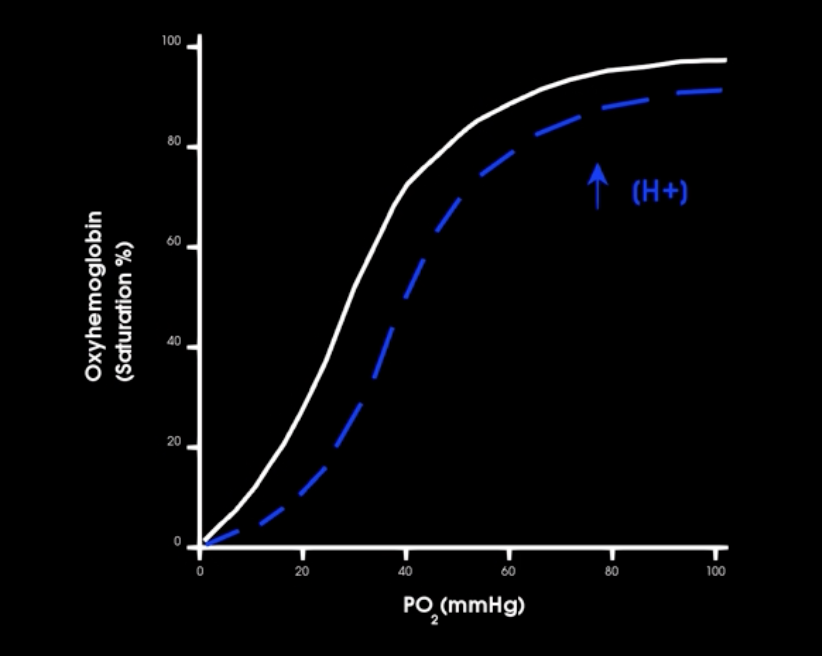 <p>if co2 production increases how does this affect hgb-o2 affinity</p><p>which way is curve shifted </p><p>what is this affect called</p>