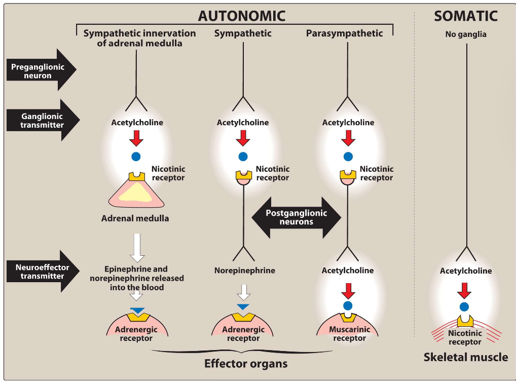 <p></p><ul><li><p><span><span>Preganglionic fibers terminating in the adrenal medulla</span></span></p></li><li><p><span><span>Autonomic ganglia (both parasympathetic and sympathetic)</span></span></p></li><li><p><span><span>Postganglionic fibers of the parasympathetic division</span></span></p></li><li><p><span><span>Postganglionic sympathetic division of sweat glands.</span></span></p></li></ul><ul><li><p><span><span>Cholinergic neurons innervating the muscles of the somatic system</span></span></p></li><li><p><span><span>Neurons in the central nervous system (CNS)</span></span></p></li></ul><p></p>