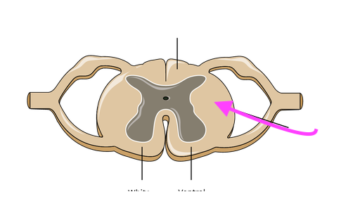 <p>What is this feature? is the grey matter or white?</p>