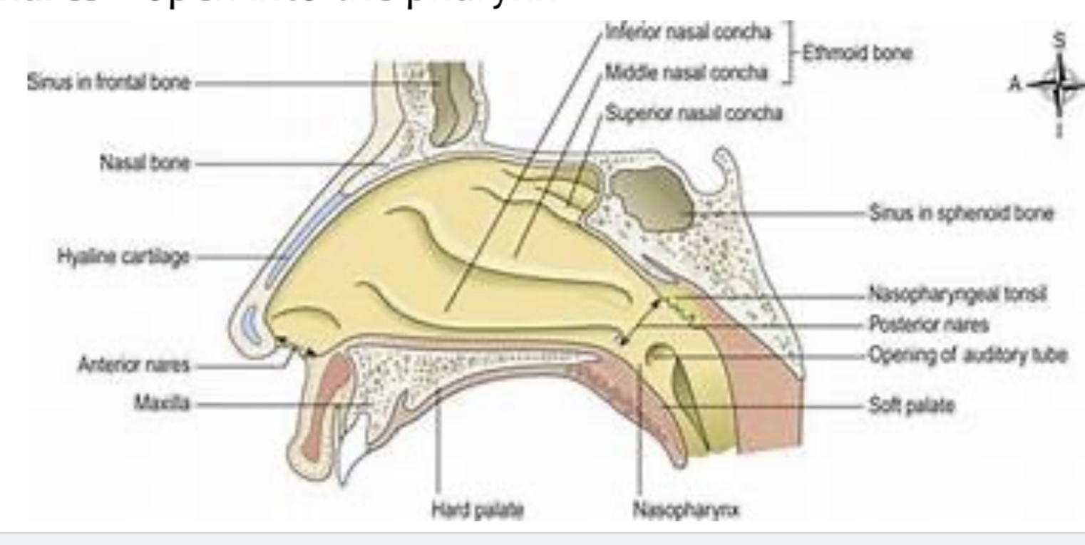 <p>Superior concha, middle concha, inferior concha.</p>