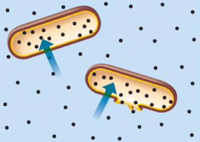 <p>Solute concentration lower outside then inside</p>