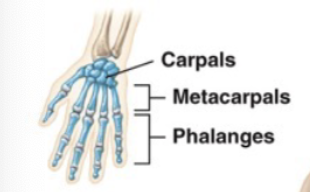 <p>Palm</p>