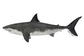 <p>shark</p>