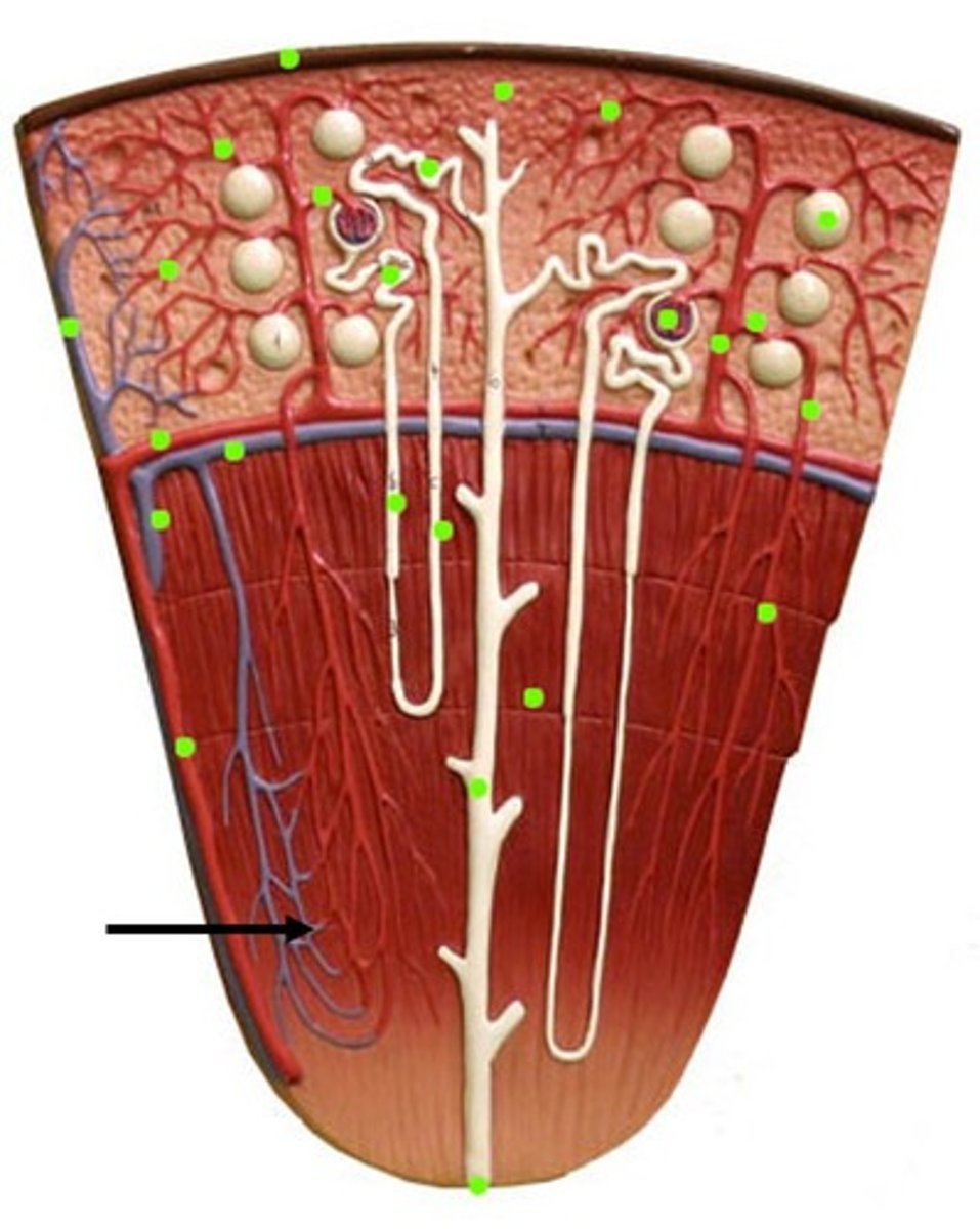 <p>In juxtamedullary nephrons, its the network of tiny blood vessels that surrounds the proximal and distal tubules in the kidney</p>
