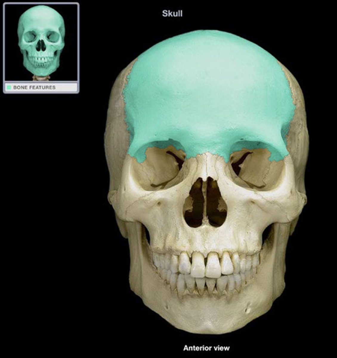 <p>Cranial Bones</p>