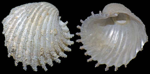 <p>Superorder Anomalodesmata</p>