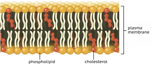 <p>These are a type of lipids that are hormones that support physiological functions including growth and development, energy metabolism, and homeostasis.</p><p>A common _____ found in cell membranes is cholesterol, which is essential to structural stability to animal cell membranes <strong>(they help maintain the fluidly of the membrane in the animals cells)</strong></p>