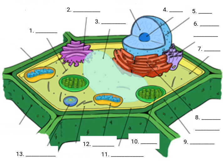 What type of cell is this an image of?

Label each organelle.