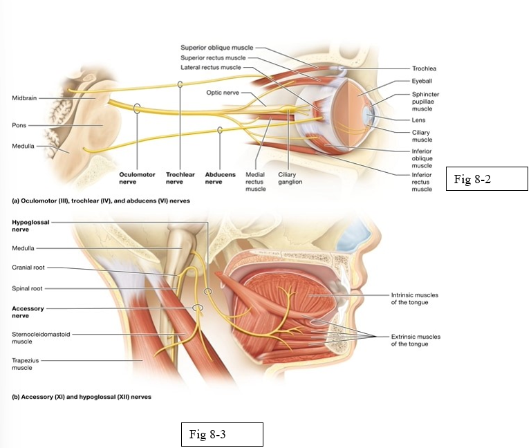 <ul><li><p>Oculomotor (III)</p></li><li><p>Trochlear (IV)</p></li><li><p>Abducens (VI)</p></li><li><p>Accessory (XI)</p></li><li><p>Hypoglossal (XII)</p></li></ul><p></p>