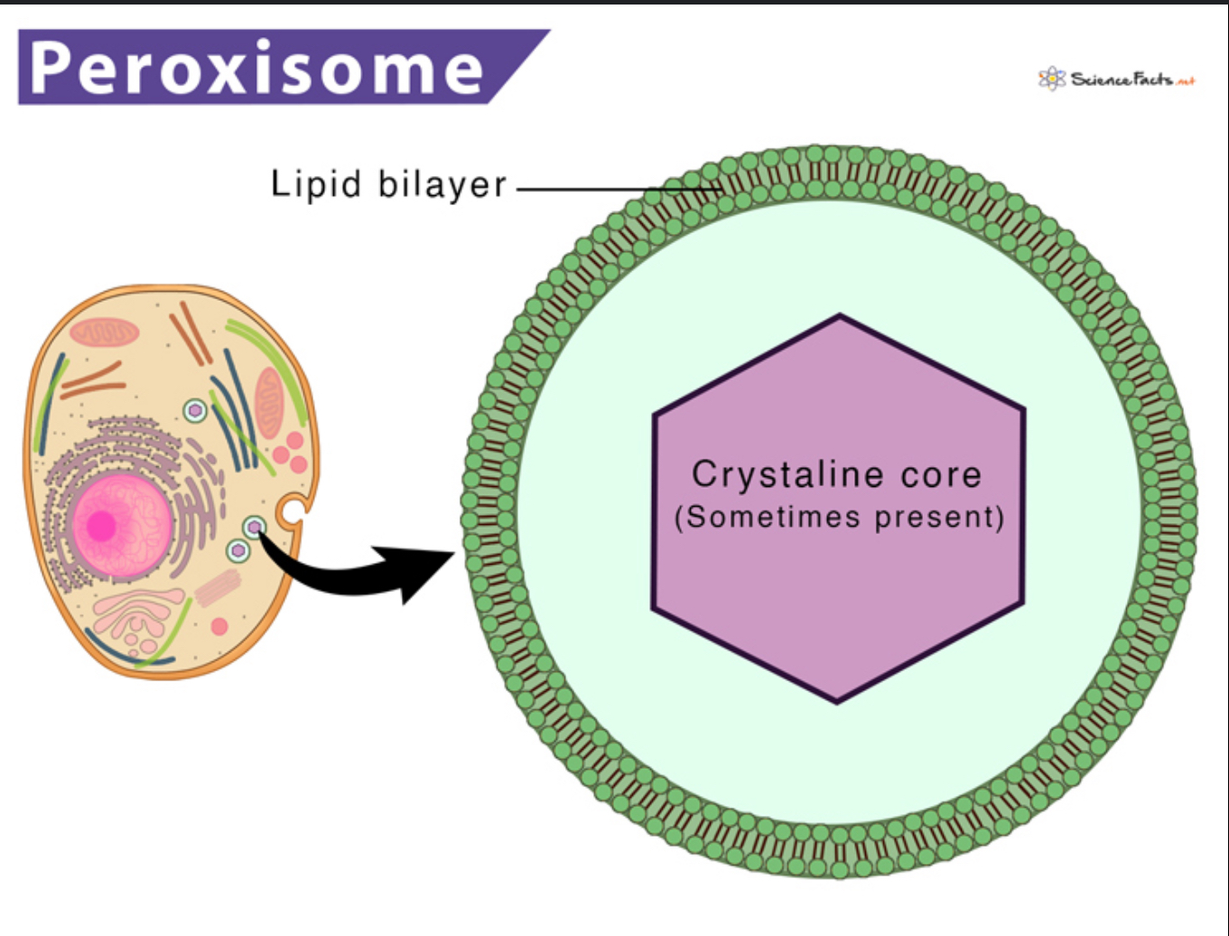 <p>Peroxisomes</p>