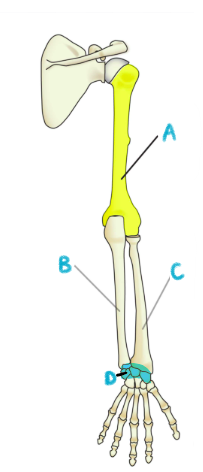 <p>name the bones of the arm</p>