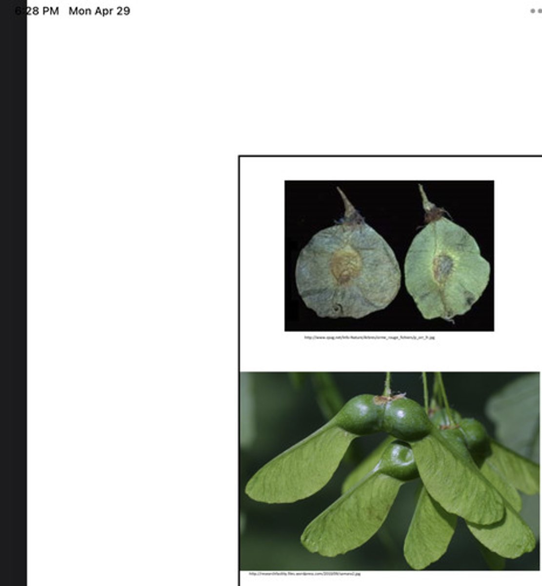 <p>Winged achene→ box elder fruits, maple fruits</p>