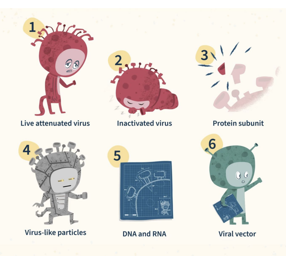 <ul><li><p><strong>Live attenuated virus</strong> – weakened by mutation; replicates without causing disease.</p></li><li><p><strong>Inactivated virus</strong> – killed by heat, radiation, or chemicals.</p></li><li><p><strong>Protein subunit</strong> – contains just a viral antigen (e.g., spike protein).</p></li><li><p><strong>Virus-like particles (VLPs)</strong> – mimic virus structure but contain no genome.</p></li><li><p><strong>DNA/RNA vaccines</strong> – encode viral protein; host cells make antigen (e.g., mRNA COVID-19).</p></li><li><p><strong>Viral vector vaccines</strong> – use harmless virus (e.g., adenovirus) to deliver viral genes.</p></li></ul><p></p>
