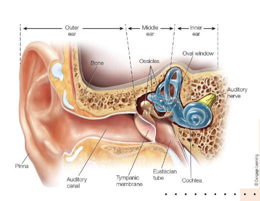 <p>contains the vestibular system + cochlea</p>