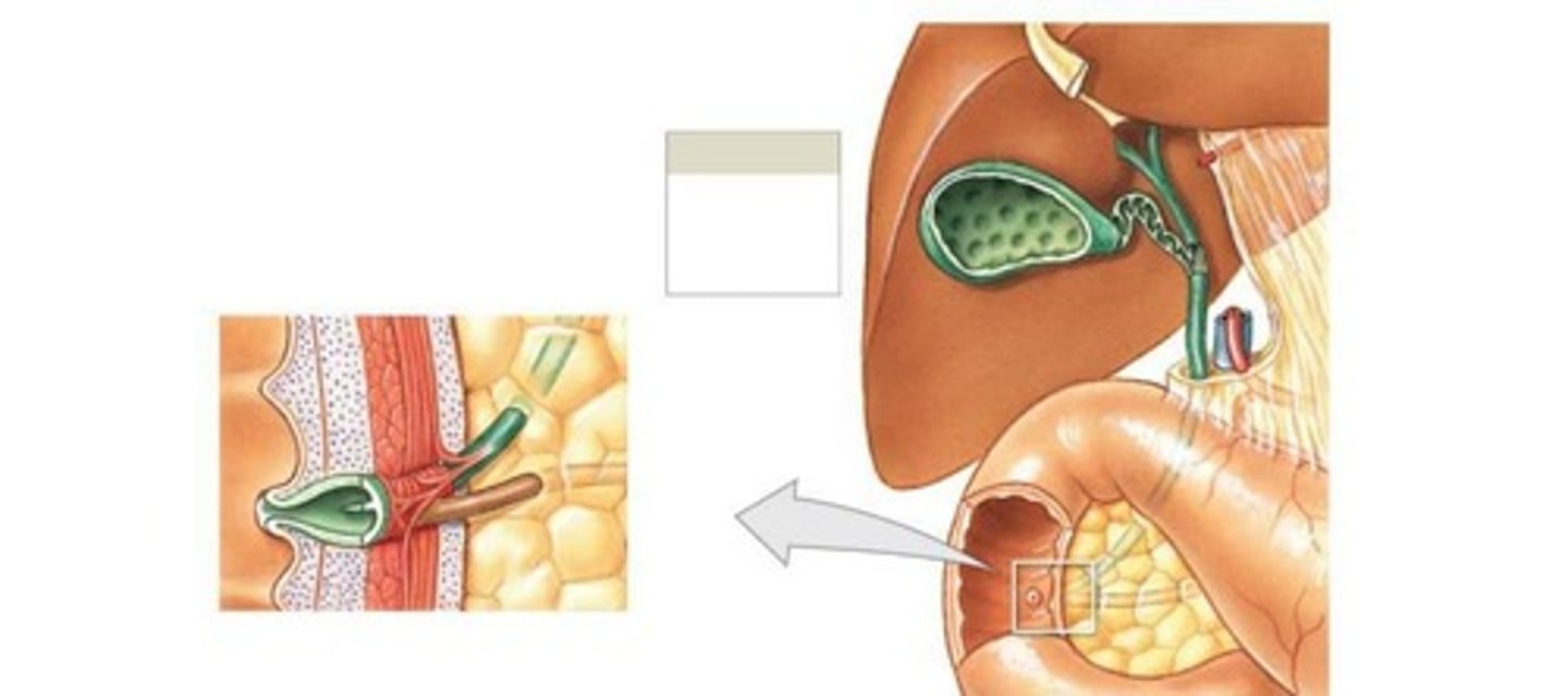 <p>Stores and concentrates bile from liver.</p>