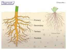 <p>central root</p>