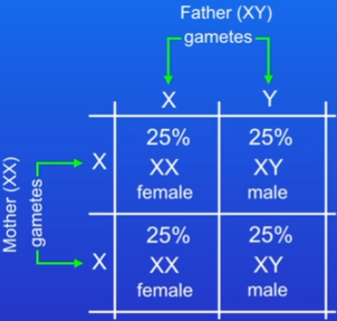 <ul><li><p>just probabilities - several offspring and ALL could be male or female</p></li></ul>