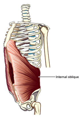 <p><span style="font-family: Century Gothic">Internal Oblique</span></p>