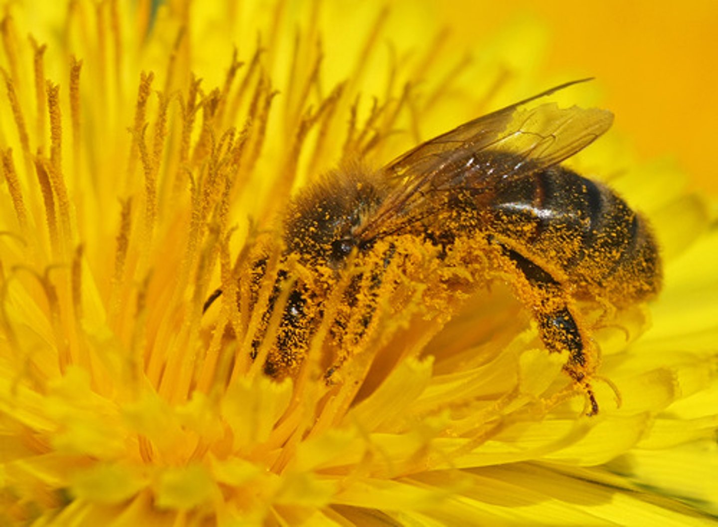 <p>pollen</p>