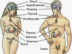 <p>the body&apos;s &quot;slow&quot; chemical communication system; a set of glands that secrete hormones into the bloodstream</p>