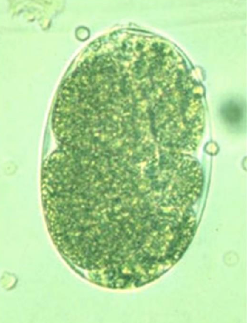 <p><span>This was found in the urine of a pig. What is it?</span></p>