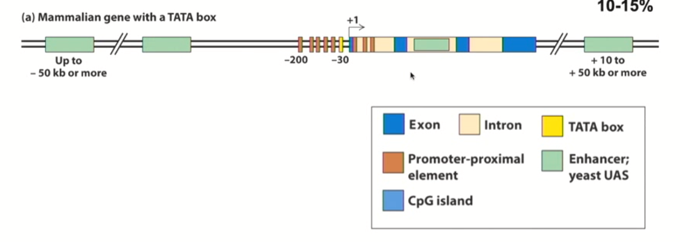 <ul><li><p>loose term to describe these<strong> cis-acting elements that will work in the first 200 nucleotides upstream of the transcriptional start site</strong></p></li><li><p>Proximal = close to transcriptional start site</p></li><li><p>Depicted by brown rectangles in the diagram</p></li></ul><p></p>