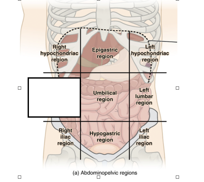 <p>What is this region called?</p>