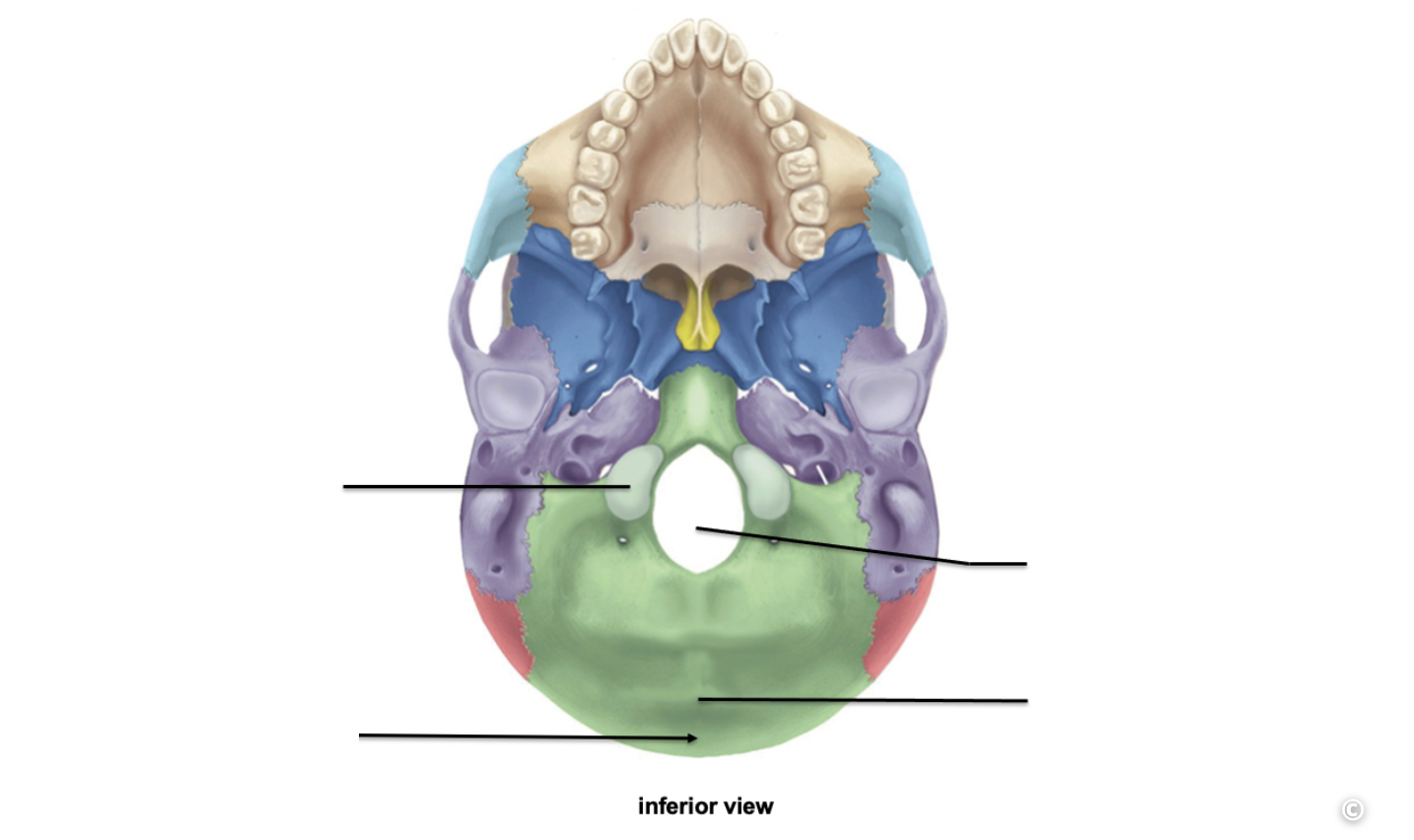 <p>Identify the cranial bone and it’s feature(s)</p>