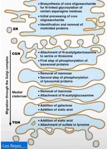 <p>Has plasma membrane because they are only bud off of the ER. Received by the CGN</p>