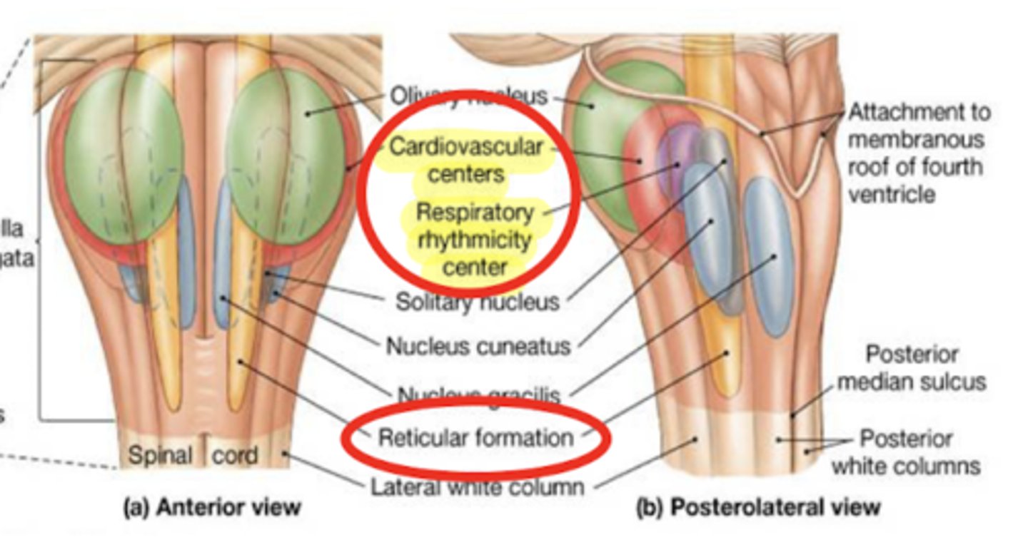 <p>superficial coma -- cortex that is not working (cerebral hemisphere)</p><p>deep coma (worst) -- cortex + brain structures</p><p>if coma reaches the medulla it can hit the respiratory center, requiring life support</p>