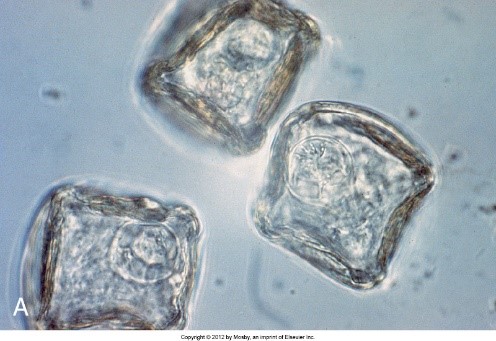 what type of hexacanth is this