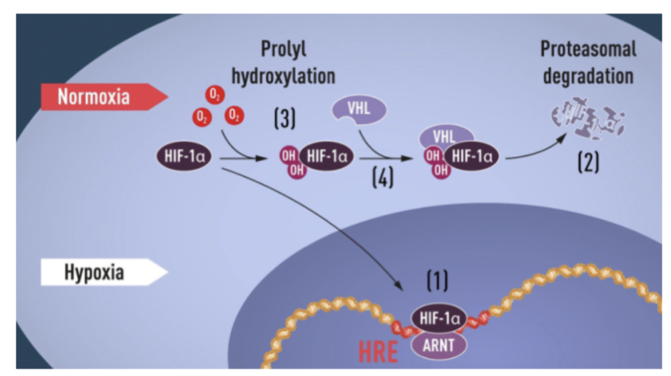 <p>Vid <strong>normoxi</strong> finns <strong><span>HIF-1𝜶 </span></strong><span>i ett hydroxylserat tillstånd och är därmed inaktivt. När det finns O<sub>2</sub> kan VHL binda in vilket leder till nedbrytning i proteasom. </span></p><p><span>Vid </span><strong><span>hypoxi</span></strong><span> sker ingen hydroxylering så det blir aktivt; binder till </span><strong><span>ARNT</span></strong><span> och fungerar som transkriptionsfaktor (HRE) och ökar uttryck av:</span></p><ul><li><p>MMP2</p></li><li><p>Ang-1</p></li><li><p>Ang-2</p></li><li><p>VEGF</p></li><li><p>VEGFR-2 (viktig receptor). </p></li></ul>