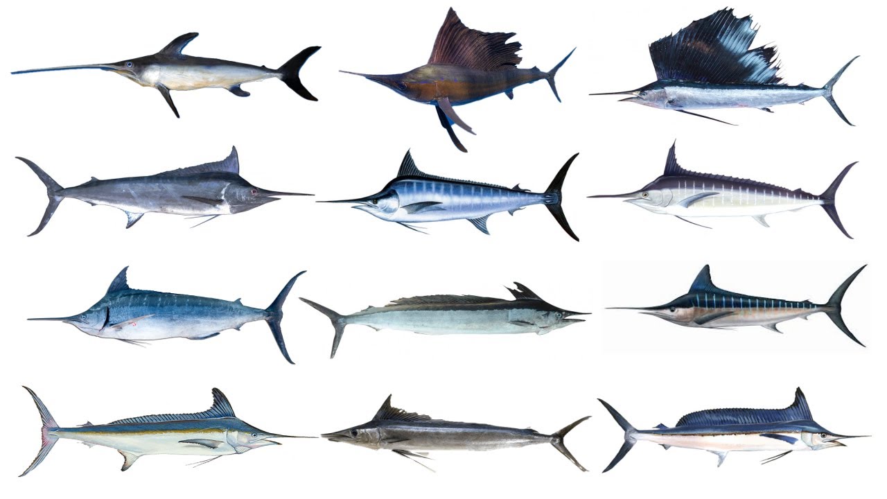 <p>Clade of <strong>billfish</strong> (marlins, swordfish, and sailfish)</p>