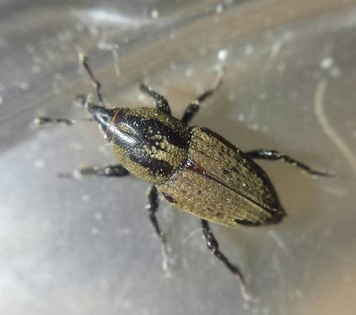 <p>Size: adult ~7–9 mm Southwest pest; crown-feeding larvae similar to others.</p>