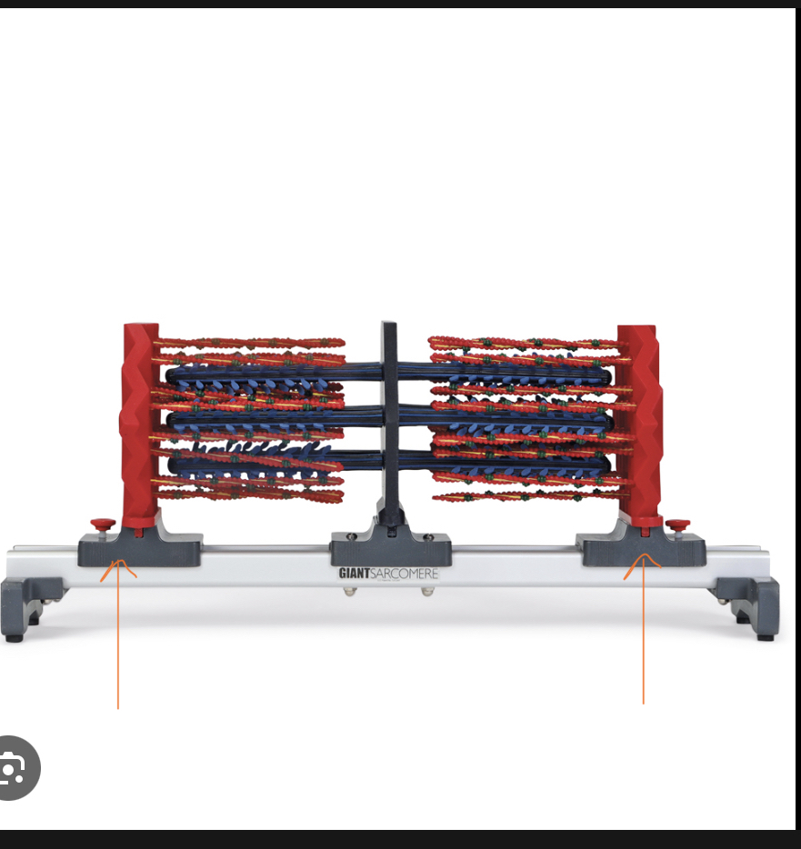 <p>Identify this part of the sarcomere and sliding filament theory </p>