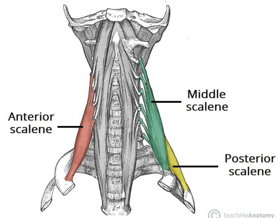 <p><span><span>Posterior: Post. tubercles C5-7  to 2nd rib</span></span></p><p><span><span>Middle: Post. tubercles C2-7 to 1st rib</span></span></p><p><span><span>Anterior: Ant. tubercles C3-6 to 1st rib (scalene tubercle) </span><span><br></span></span></p>