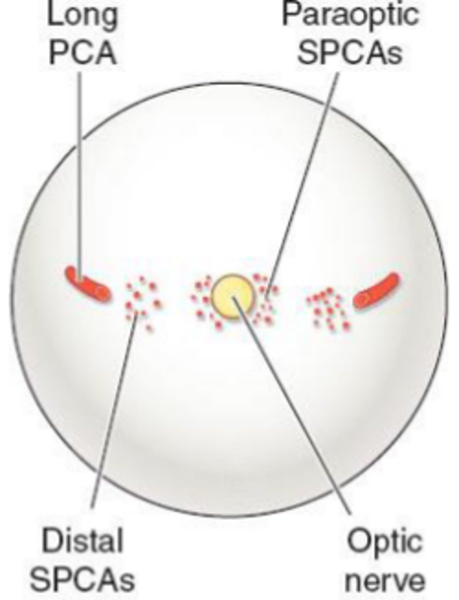 <p>paired (2) arteries that pierce the sclera and travel within the suprachoroidal space to the ciliary body.</p><p></p><p>supplies the choroid <strong>anterior</strong> to the equator.</p><p></p><p>combine with ACAs to form <strong>MACI</strong></p>