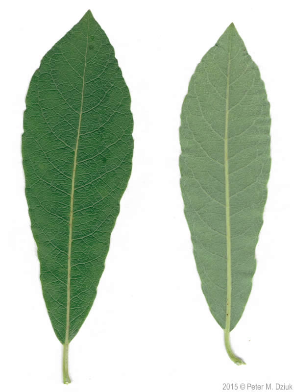 <p><em>Salix discolor</em></p>