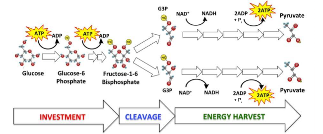 <p>In this reaction, how many electrons were transferred to an electron carrier?</p>