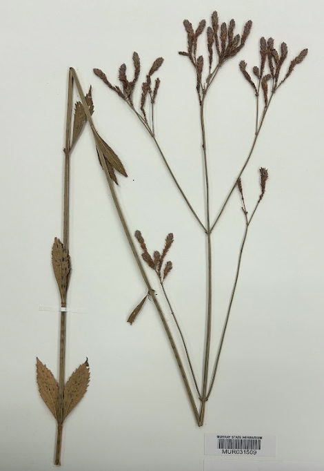 <p>Family + Genus</p>