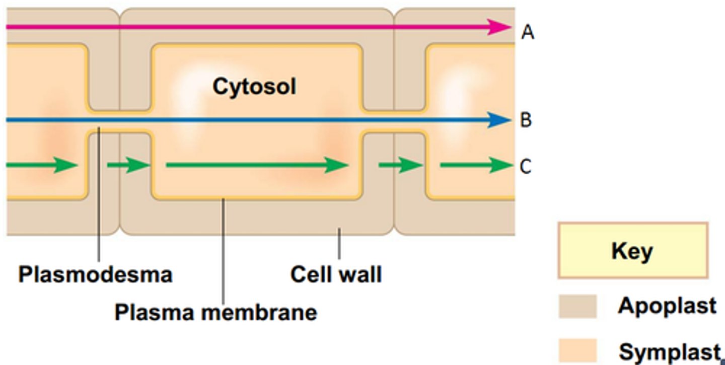 <p>The continuum formed by cell walls, extracellular spaces, and the dead interiors of tracheids and vessels</p>