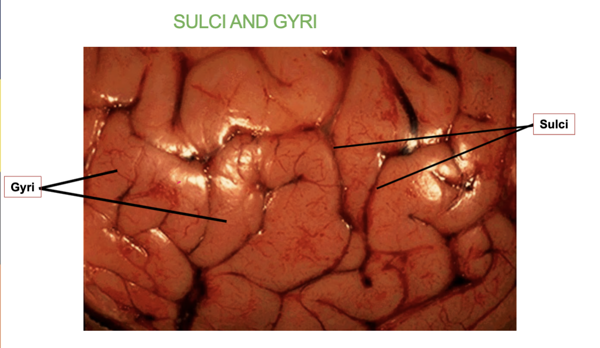 <p>“wrinkles” of the brain</p><p><strong>Sulci</strong> are the <strong>grooves or folds</strong> in the brain’s surface.<br><strong>Gyri</strong> are the <strong>ridges or raised areas</strong> between the sulci.</p><p>In the <strong>Cerebrum</strong></p>