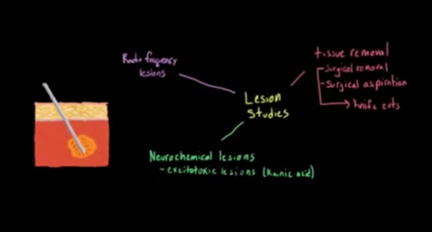 <p>(B) Neurochemical lesion</p><p>This type of lesion study gives a lot of control, by destroying the cell bodies and very specific populations of neurons within specific areas of the brain.</p>