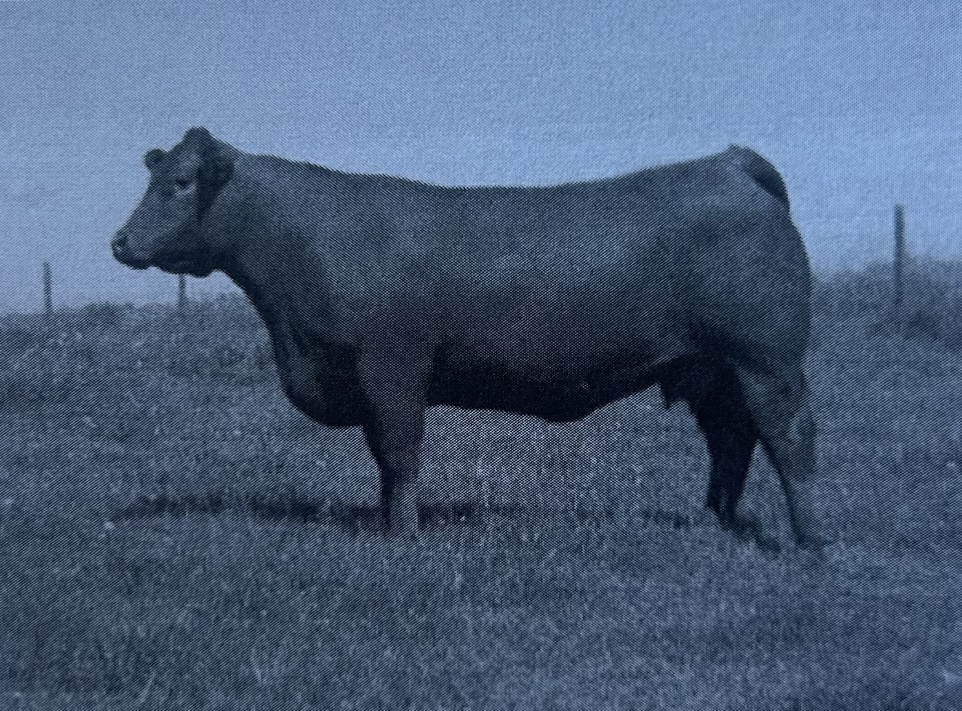 <p>Limousin </p>