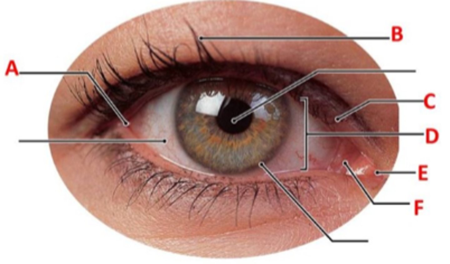 <p>palpebral fissure</p>