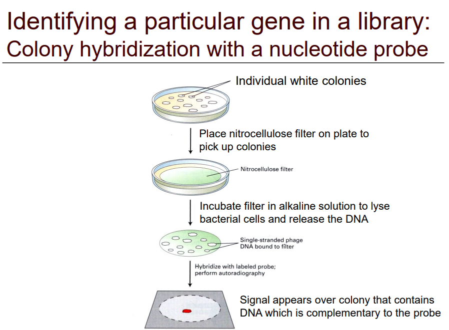 <p>How do you <strong>identify </strong>a<strong> particular gene</strong> using this method?</p><p>Create a <strong>hybrid colony</strong> with a <strong>nucleotide probe</strong></p>