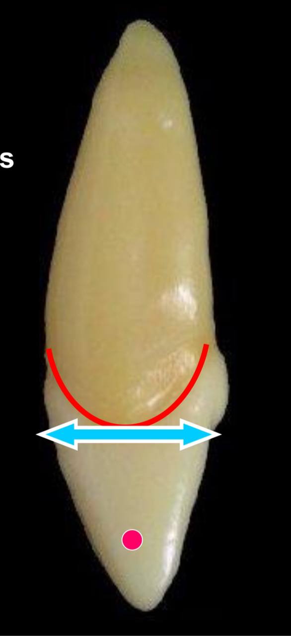 <p>the red dot represents what?</p>