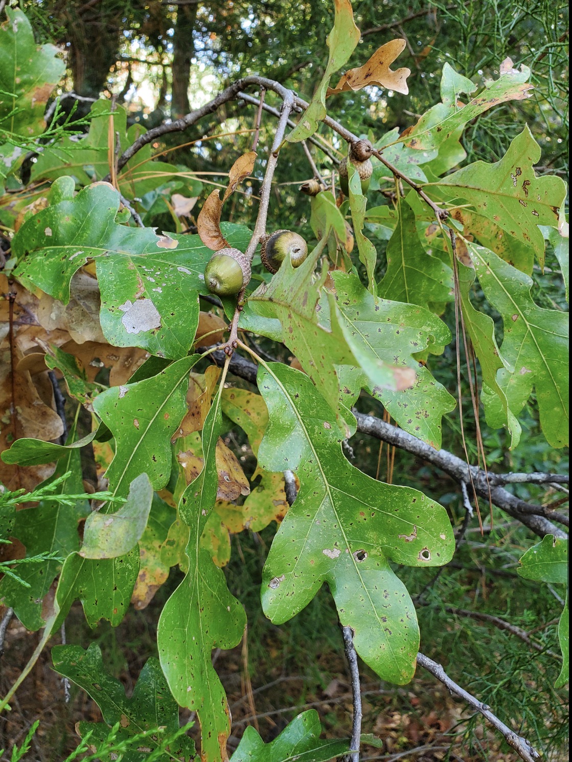 <p>sandpost oak </p>