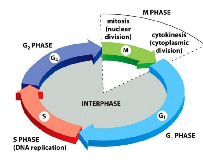 Occurs during S phase -duplicates DNA