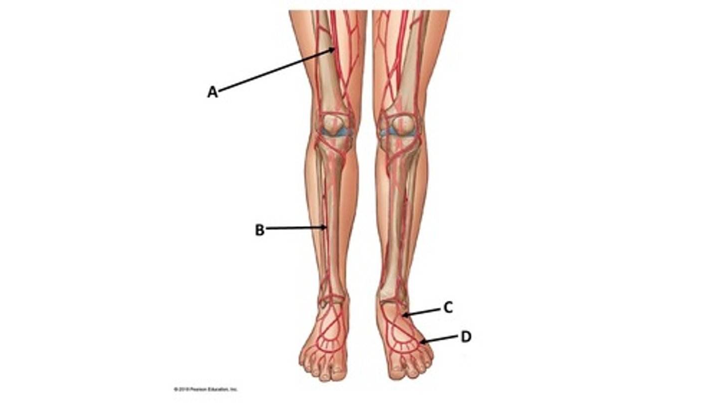 <p>Name the blood vessel labeled 'D'.</p>